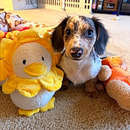 Kelli Muensterman joined the competition — help win amazing prizes! puppy, dog, plush_toy, stuffed_animal, carpet, indoor, pet, cute, animal, baby_gate, shelf, toy, floor, fur, ears, eyes, home, cozy, speckled, curious