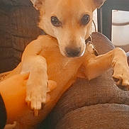 Cooper is registered to the contest to win money with this photo: animal, architecture, armchair, baby, building, canine, chair, chihuahua, couch, cushion, dog, furniture, homedecor, hound, indoors, interiordesign, livingroom, person, pet, puppy