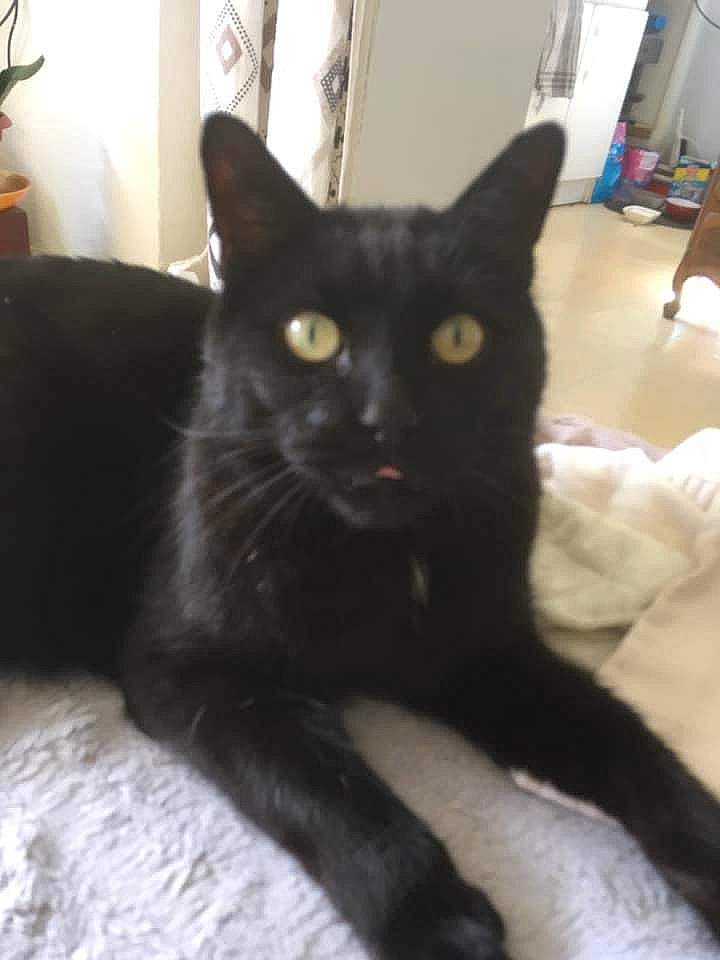 Zorro a rejoint le concours — aidez-le/la à gagner de superbes lots ! asian, black, black_cat, bombay, burmese, carnivore, cat, domestic_short_haired_cat, eye, felidae, havana_brown, korat, mammal, small_to_medium_sized_cats, tail, vertebrate, whiskers