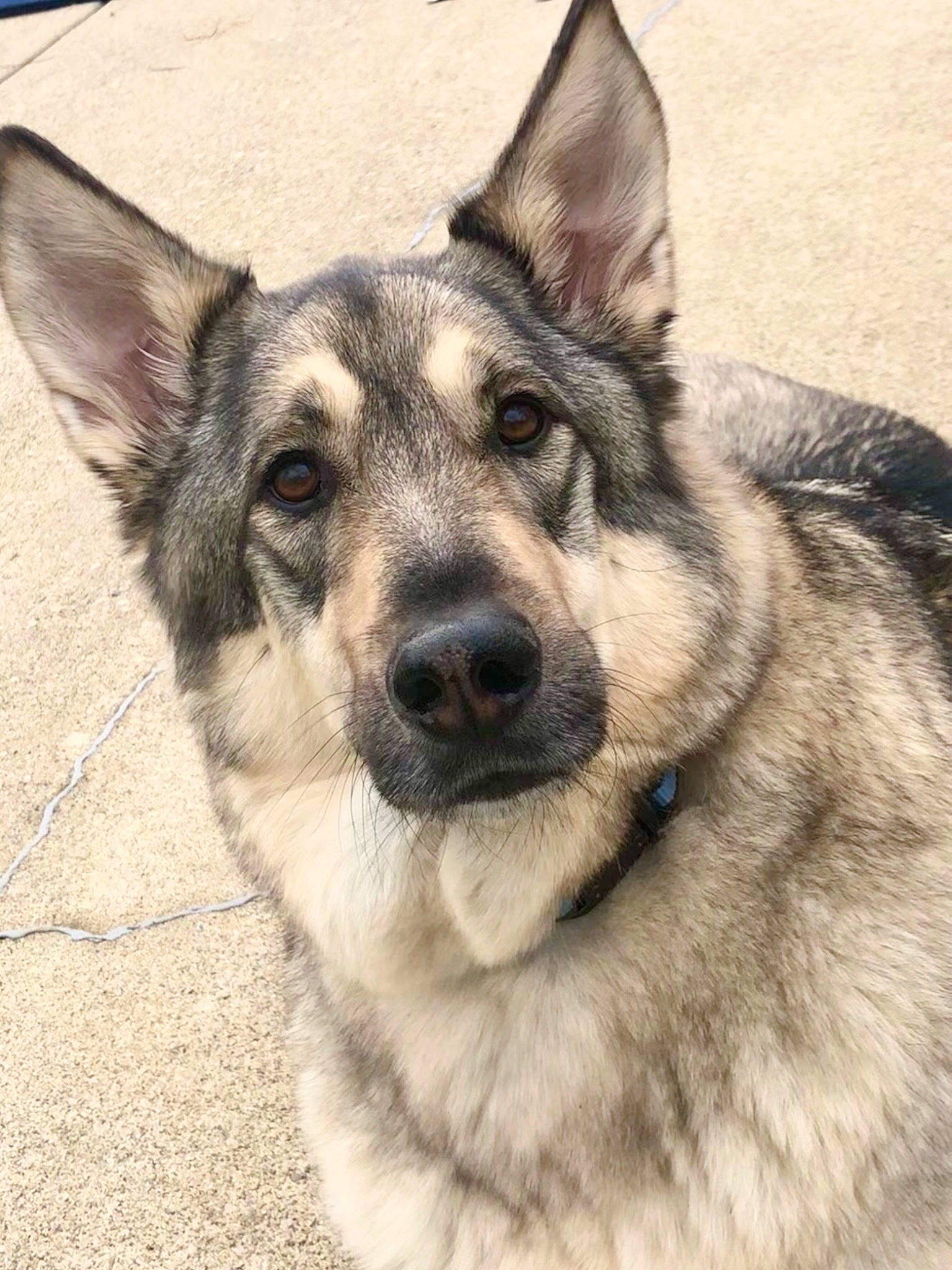 Wrigley is registered to the contest to win money with this photo: canidae, canis, carnivore, collar, dog, dog_breed, east_european_shepherd, fur, german_shepherd_dog, grey, herding_dog, jaw, king_shepherd, organ, police_dog, snout, sporting_group, vertebrate, whiskers, working_animal