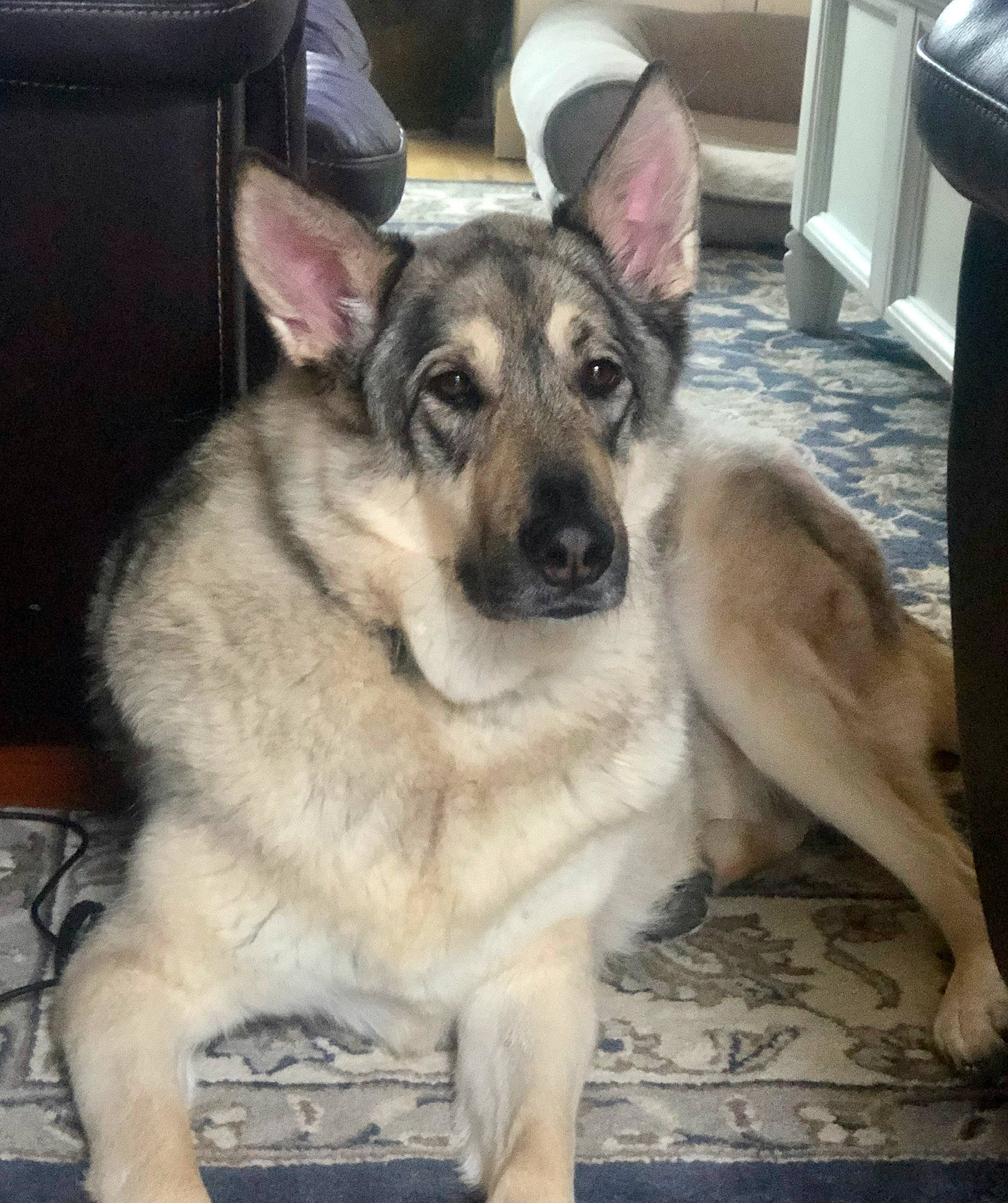 Wrigley is registered to the contest to win money with this photo: canidae, carnivore, collar, dog, dog_breed, east_european_shepherd, fawn, fur, german_shepherd_dog, herding_dog, jaw, king_shepherd, old_german_shepherd_dog, pet_supply, police_dog, snout, sporting_group, tail, vertebrate, working_animal