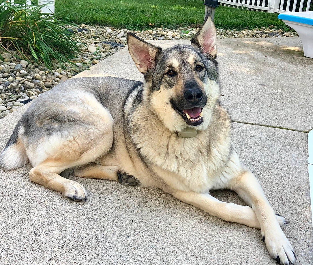 Wrigley is registered to the contest to win money with this photo: canidae, carnivore, collar, dog, dog_breed, east_european_shepherd, fawn, german_shepherd_dog, grass, guard_dog, herding_dog, king_shepherd, law_enforcement, old_german_shepherd_dog, police_dog, snout, sporting_group, vertebrate, working_animal, working_dog