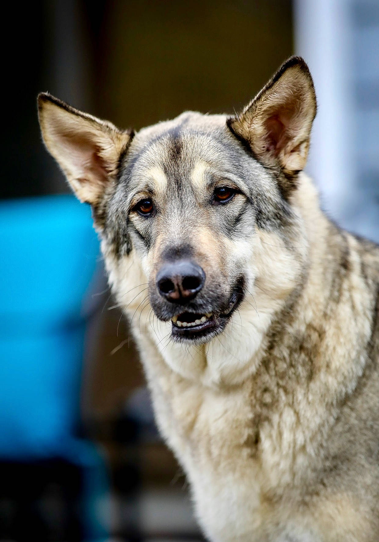 Wrigley joined the competition — help win amazing prizes! ancient_dog_breeds, canidae, canis, carnivore, collar, dog, dog_breed, fur, guard_dog, herding_dog, hunting_dog, jaw, organ, police_dog, snout, sporting_group, vertebrate, whiskers, working_animal, working_dog