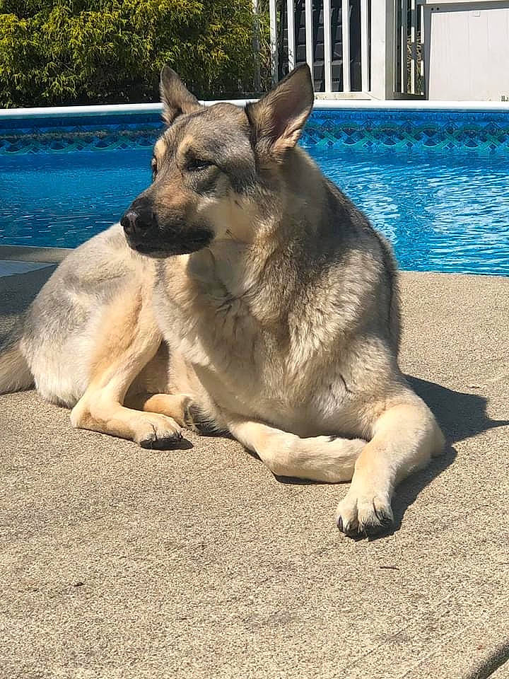 Wrigley joined the competition — help win amazing prizes! aqua, canidae, carnivore, collar, dog, dog_breed, fawn, jaw, snout, sporting_group, swimming_pool, tile, working_dog