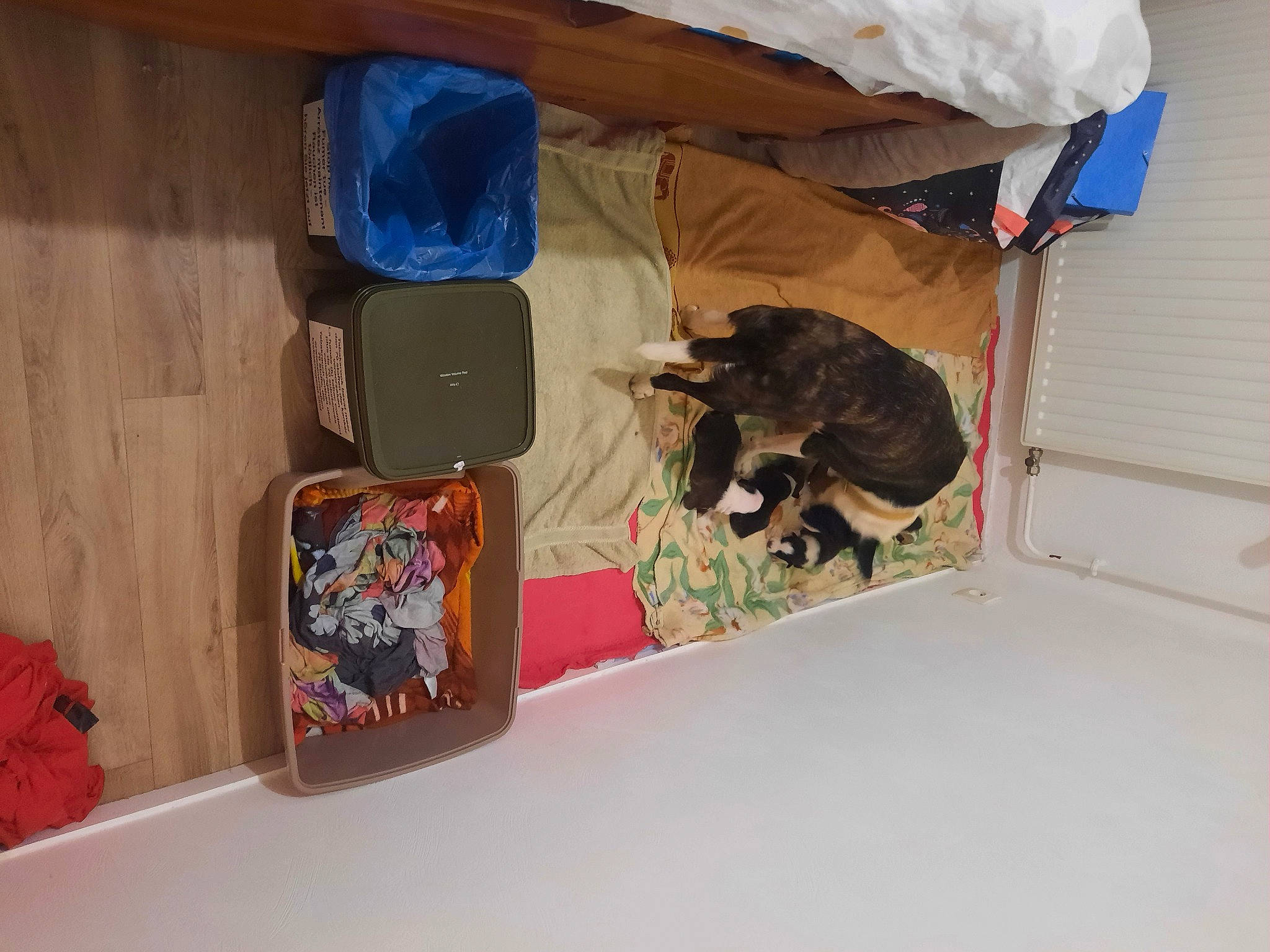 Salma a rejoint le concours — aidez-le/la à gagner de superbes lots ! bag, baggage, box, brown, canidae, carnivore, cat, comfort, domestic_short_haired_cat, felidae, flower, linens, luggage_and_bags, plant, room, rose, shipping_box, small_to_medium_sized_cats, sporting_group, wood