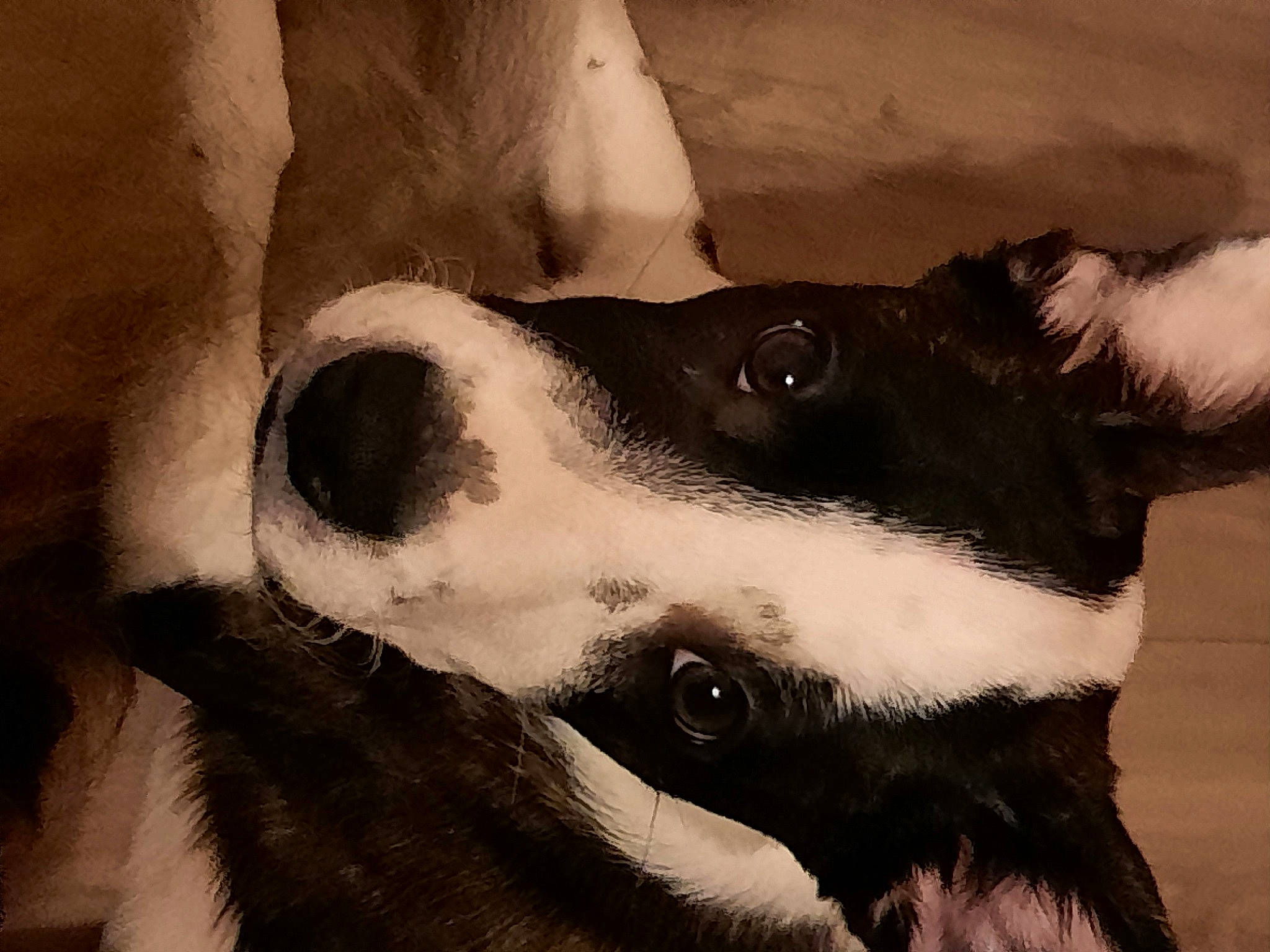 Salma a rejoint le concours — aidez-le/la à gagner de superbes lots ! art, canidae, carnivore, companion_dog, dalmatian, dog, dog_breed, eye, fur, head, jaw, monochrome, monochrome_photography, snout, sporting_group, style, tints_and_shades, whiskers, working_animal, working_dog