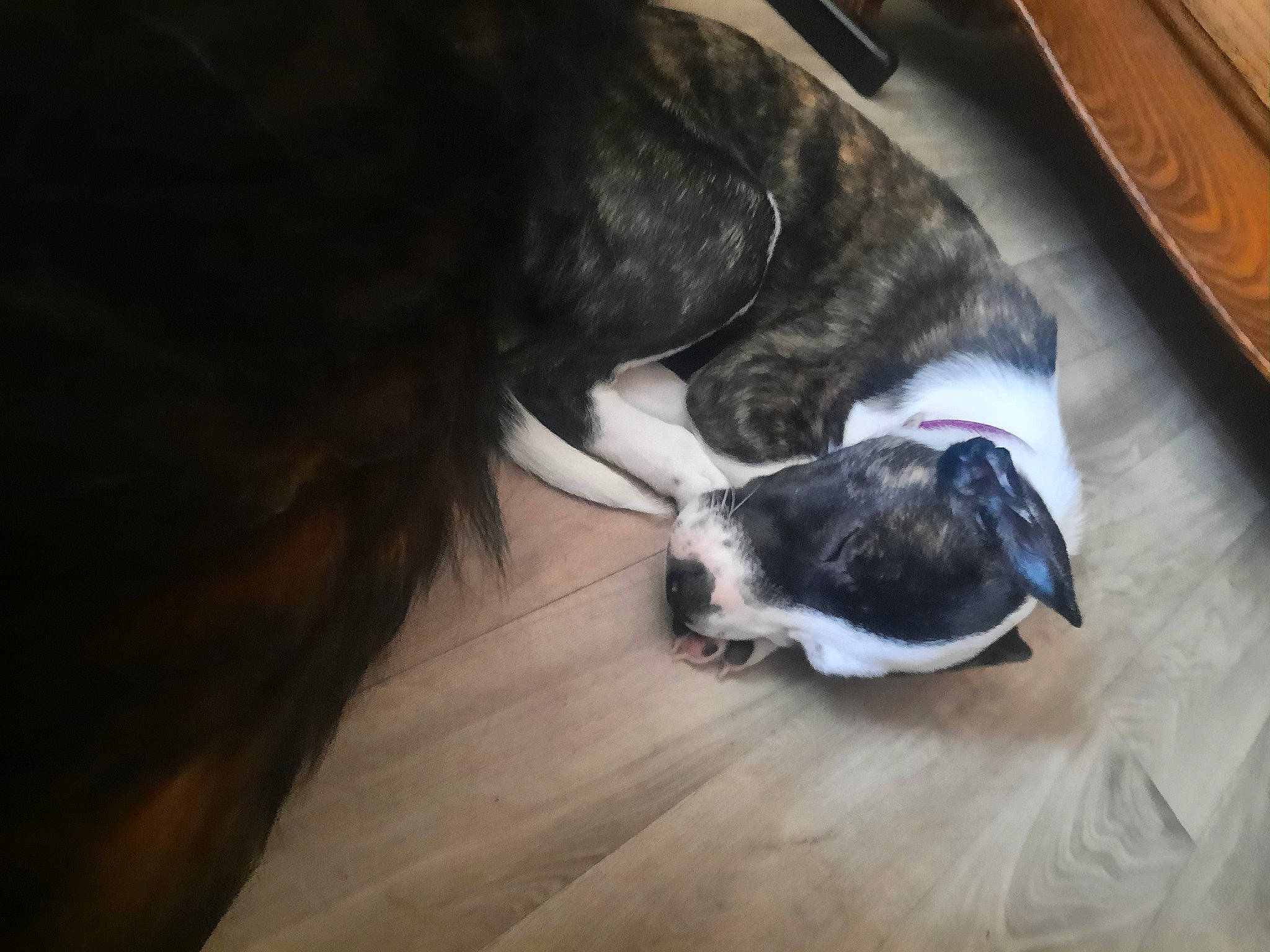 Salma a rejoint le concours — aidez-le/la à gagner de superbes lots ! brown, canidae, carnivore, comfort, companion_dog, dog, dog_breed, fawn, felidae, flooring, fur, hardwood, liver, small_to_medium_sized_cats, snout, sporting_group, tail, whiskers, wood, working_animal