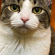 Misha joined the competition — help win amazing prizes! animal, cat, close_up, cute, domestic_cat, ears, face, feline, fur, green_eyes, indoor, looking_at_camera, mammal, pet, pink_nose, portrait, tabby_cat, tabby_pattern, whiskers