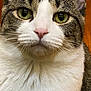 animal, cat, close_up, cute, domestic_cat, ears, face, feline, fur, green_eyes, indoor, looking_at_camera, mammal, pet, pink_nose, portrait, tabby_cat, tabby_pattern, whiskers