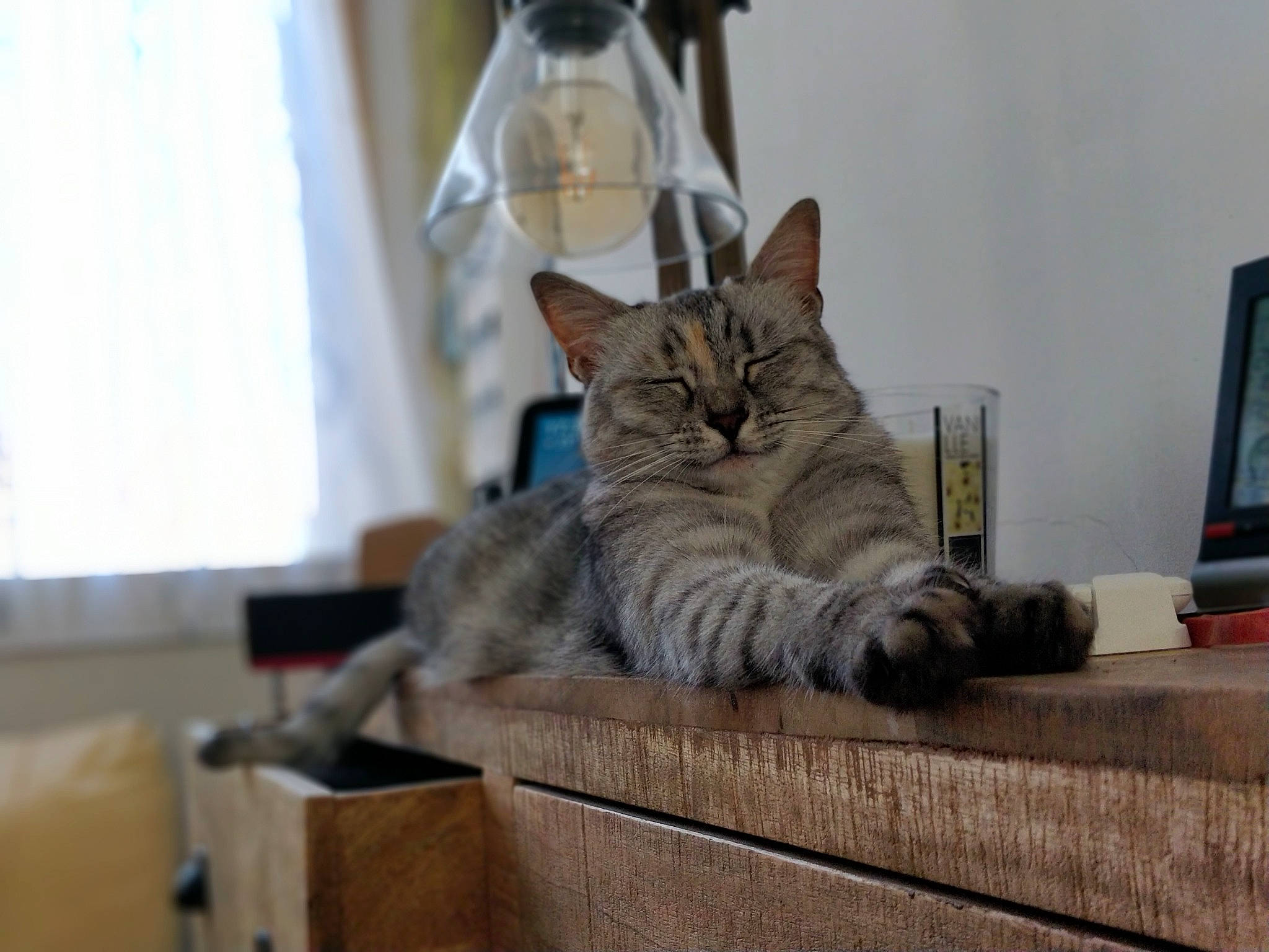 Rasta a rejoint le concours — aidez-le/la à gagner de superbes lots ! box, carnivore, cat, claw, comfort, computer_monitor, curtain, display_device, domestic_short_haired_cat, felidae, fur, grey, paw, personal_computer, sitting, small_to_medium_sized_cats, tail, whiskers, window, wood