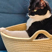 Rizzo joined the competition — help win amazing prizes! animal, basket, black_and_white, cat, comfort, couch, cozy, cute, domestic_animal, feline, furniture, home, indoor, paw, pet, relaxed, resting, side_view, soft_texture, woven