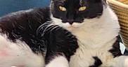 Rizzo is registered to the contest to win money with this photo: animal, basket, black_and_white, blue, cat, close_up, cushion, cute, domestic, ears, feline, fur, indoor, mammal, paw, pet, relaxed, resting, sleepy, whiskers
