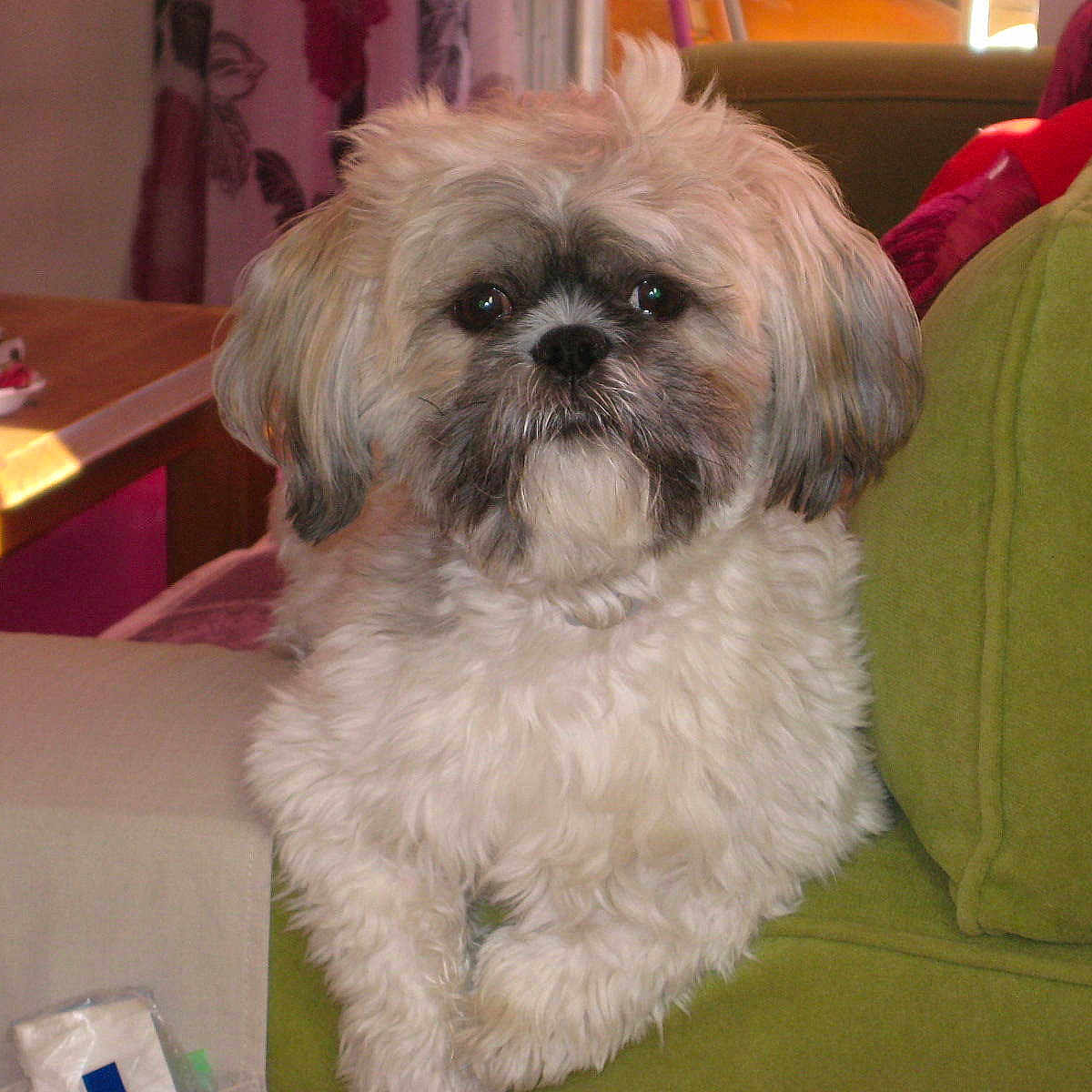 Filou