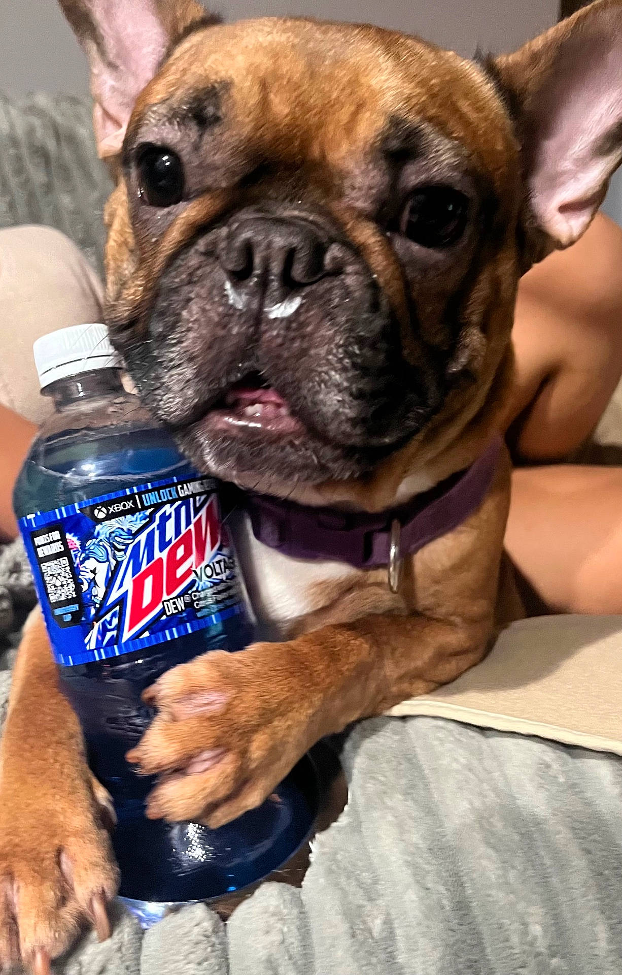 Coco joined the competition — help win amazing prizes! adult, animal, beverage, bottle, boxer, bulldog, can, canine, dog, frenchbulldog, male, man, mineralwater, person, pet, pitbull, puppy, soda, tin, waterbottle