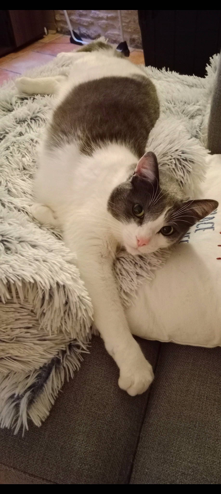 Choupi a rejoint le concours — aidez-le/la à gagner de superbes lots ! carnivore, cat, claw, comfort, domestic_short_haired_cat, eye, felidae, foot, fur, human_leg, mammal, nap, paw, sitting, sleep, small_to_medium_sized_cats, snout, tail, vertebrate, whiskers