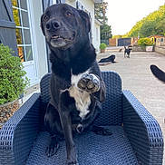 Ruddy a rejoint le concours — aidez-le/la à gagner de superbes lots ! animal, backyard, black_dog, canine, daytime, dog, friendly, garden, house, multiple_dogs, outdoor_chair, pavement, paw_raised, pet, plants, relaxed, shutters, sunlight, white_chest, woven_chair