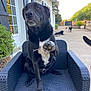animal, backyard, black_dog, canine, daytime, dog, friendly, garden, house, multiple_dogs, outdoor_chair, pavement, paw_raised, pet, plants, relaxed, shutters, sunlight, white_chest, woven_chair