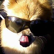 Scooter is registered to the contest to win money with this photo: animal, closeup, cool, cute, dog, ears, face, fluffy, funny, fur, mammal, nose, outdoor, pet, playful, portrait, sunglasses, sunlight, tongue, tongue_out