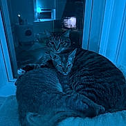 Marge joined the competition — help win amazing prizes! cat, tabby_cat, pets, indoor, window, nighttime, blue_light, cozy, snuggling, fur, animal, mammal, domestic_animal, resting, companionship, closeup, feline, cute, two_animals, perch