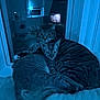 cat, tabby_cat, pets, indoor, window, nighttime, blue_light, cozy, snuggling, fur, animal, mammal, domestic_animal, resting, companionship, closeup, feline, cute, two_animals, perch
