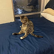 Joey is registered to the contest to win money with this photo: cat, tabby_cat, bed, blue_bedspread, window, pillows, indoor, reflection, feline, pet, animal, relaxed, seated, fur, whiskers, tail, striped, domestic_cat, looking_down, resting