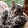 Joey is registered to the contest to win money with this photo: cat, tabby, indoor, window, greenery, paws, fur, relaxed, close_up, chair, pet, animal, cozy, whiskers, ears, nose, feline, cute, resting, domestic