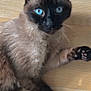 cat, siamese, blue_eyes, fur, whiskers, paw, floor, wooden_floor, pet, animal, indoor, close_up, feline, relaxed, lying_down, cute, domestic_animal, portrait, looking, ears