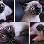 siamese_cat, kitten, blue_eyes, close_up, playful, fur, whiskers, pet, animal, cute, indoor, collage, portrait, young_cat, feline, soft_focus, curious, resting, paw, laying_down
