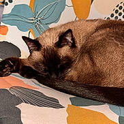 Leos a rejoint le concours — aidez-le/la à gagner de superbes lots ! cat, siamese, sleeping, curled_up, fur, chair, patterned_fabric, floral_pattern, indoor, cozy, resting, animal, pet, close_up, brown, black, whiskers, ears, tail, soft