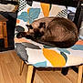 cat, siamese_cat, sleeping, chair, patterned_fabric, indoor, wooden_floor, wooden_table, furniture, pet, cozy, curled_up, resting, domestic_animal, animal, mammal, cute, relaxing, home, napping