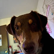 Pepe is registered to the contest to win money with this photo: dog, puppy, brown_dog, white markings, close_up, portrait, tongue_out, looking_at_camera, floppy_ears, collar, indoors, home, room, shelf, bottles, blurred_background, pet, animal, cute, curious