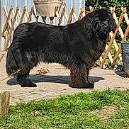 Vénus participe au concours pour gagner de l'argent avec cette photo : animal, backyard, black_dog, canine, daytime, dog, fence, fluffy, garden, grass, leaf, nature, outdoor, patio, pet, plant, potted_plant, standing, sunlight, wood