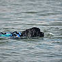 Vénus a rejoint le concours — aidez-le/la à gagner de superbes lots ! active, adventure, animal, aquatic, black_dog, canine, daytime, dog, exercise, lake, life_jacket, mammal, nature, outdoor, pet, summer, swimming, water, waves, wet