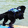 Vénus a rejoint le concours — aidez-le/la à gagner de superbes lots ! active, adventure, animal, black_dog, blue_harness, canine, dock, dog, fur, jumping, lake, movement, nature, outdoor, pet, playful, side_view, summer, walking, water