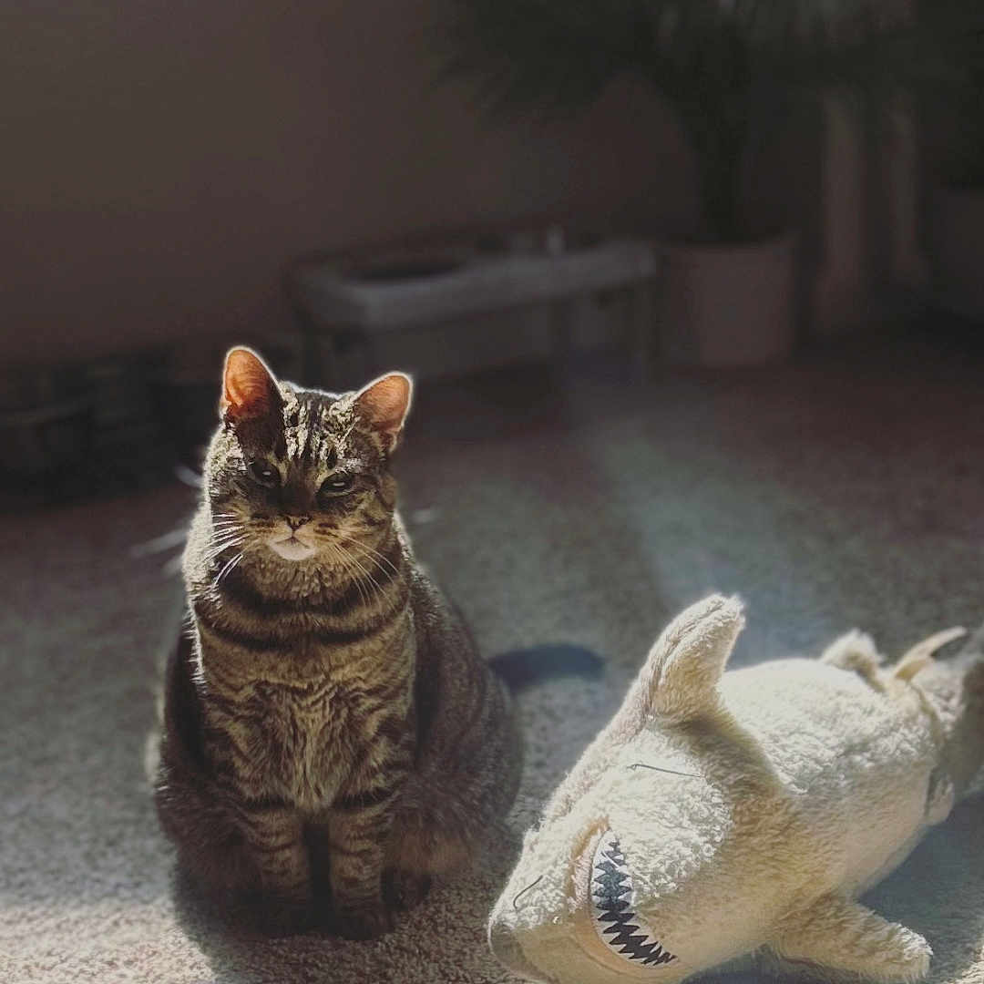 Raven joined the competition — help win amazing prizes! cat, tabby_cat, plush_toy, shark_toy, carpet, sunbeam, shadow, indoor, pet, animal, feline, window_blinds, plant, potted_plant, light, shadow_play, calm, cute, toy, home