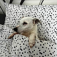 Maya a rejoint le concours — aidez-le/la à gagner de superbes lots ! dog, bed, bedding, pillow, blanket, polka_dots, white_dog, resting, indoors, cute, pet, comfort, sleepy, fur, animal, relaxation, headboard, paw, cozy, tucked_in