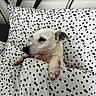 dog, bed, bedding, pillow, blanket, polka_dots, white_dog, resting, indoors, cute, pet, comfort, sleepy, fur, animal, relaxation, headboard, paw, cozy, tucked_in