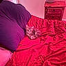 kitten, cat, bed, pillow, red_bedspread, purple_pillow, wooden_nightstand, furniture, indoor, pet, small_animal, cozy, resting, curled_up, fur, cute, domestic_animal, sleepy, room, pink_lighting
