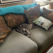 Archie joined the competition — help win amazing prizes! cat, couch, pillow, blanket, window, sunlight, indoor, sleeping, tabby_cat, home_interior, cozy, furniture, pet, resting, living_room, decor, relaxation, patterned_pillow, throw_blanket, quiet