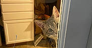 Archie joined the competition — help win amazing prizes! animal, cabinet, cat, curious, door, eyes, face, feline, floor, glass, gray_tabby, home, indoor, kitchen, paint, peeking, pet, whiskers, window, wood