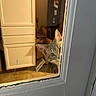 Archie joined the competition — help win amazing prizes! cat, gray_tabby, door, window, peeking, curious, indoor, cabinet, kitchen, glass, whiskers, animal, pet, feline, face, eyes, wood, paint, floor, home