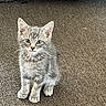 Archie is registered to the contest to win money with this photo: kitten, cat, gray_tabby, pet, indoor, carpet, furniture, cute, fur, animal, small, young, whiskers, ears, eyes, sitting, looking, domestic, mammal, home