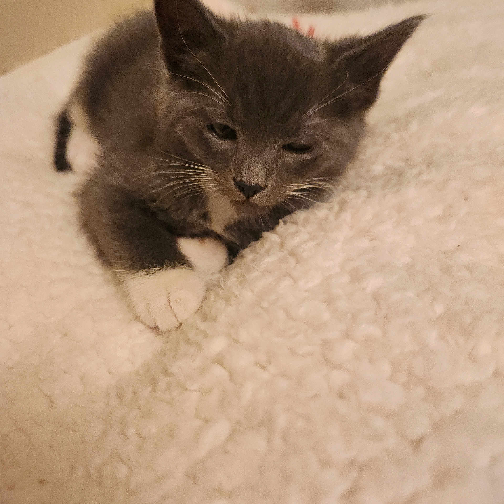 Ollie
