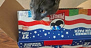 Ollie is registered to the contest to win money with this photo: cat, gray_cat, cardboard_box, pringles, snack_stacks, indoor, curious, pet, animal, head, ears, whiskers, wooden_floor, food_packaging, table, playful, domestic_cat, feline, box, close_up