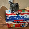 cat, gray_cat, cardboard_box, pringles, snack_stacks, indoor, curious, pet, animal, head, ears, whiskers, wooden_floor, food_packaging, table, playful, domestic_cat, feline, box, close_up