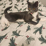 Ollie joined the competition — help win amazing prizes! cat, gray_cat, white_paws, bedspread, pine_branch_pattern, red_berries, indoor, pet, animal, feline, tongue_out, lying_down, cute, domestic_cat, fur, whiskers, relaxed, orange_eyes, bed, home