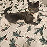 cat, gray_cat, white_paws, bedspread, pine_branch_pattern, red_berries, indoor, pet, animal, feline, tongue_out, lying_down, cute, domestic_cat, fur, whiskers, relaxed, orange_eyes, bed, home