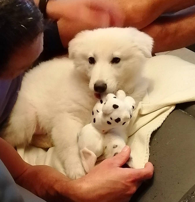 Ruby a rejoint le concours — aidez-le/la à gagner de superbes lots ! akbash_dog, berger_blanc_suisse, canidae, carnivore, companion_dog, dog, dog_breed, great_pyrenees, japanese_spitz, mammal, maremma_sheepdog, polish_tatra_sheepdog, puppy, puppy_love, rare_breed_dog, samoyed, slovak_cuvac, sporting_group, vertebrate, white_shepherd