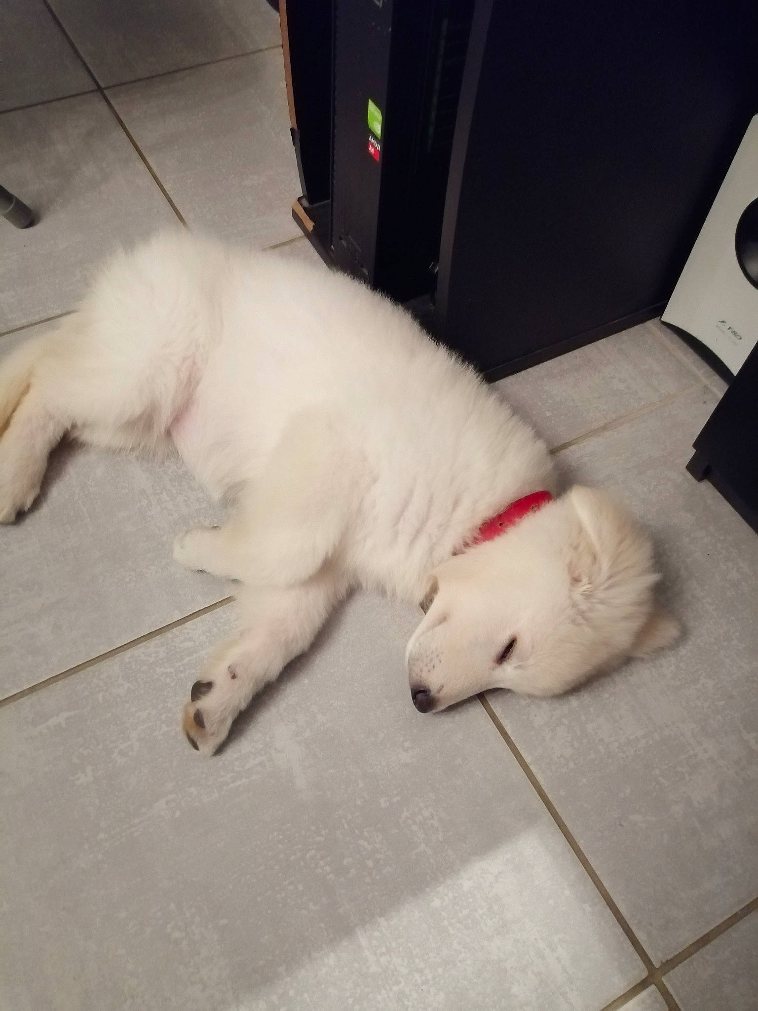 Ruby a rejoint le concours — aidez-le/la à gagner de superbes lots ! american_eskimo_dog, berger_blanc_suisse, canidae, carnivore, companion_dog, dog, dog_breed, indian_spitz, japanese_spitz, kintamani, mammal, non_sporting_group, nose, paw, puppy, samoyed, sporting_group, tail, volpino_italiano, white_shepherd