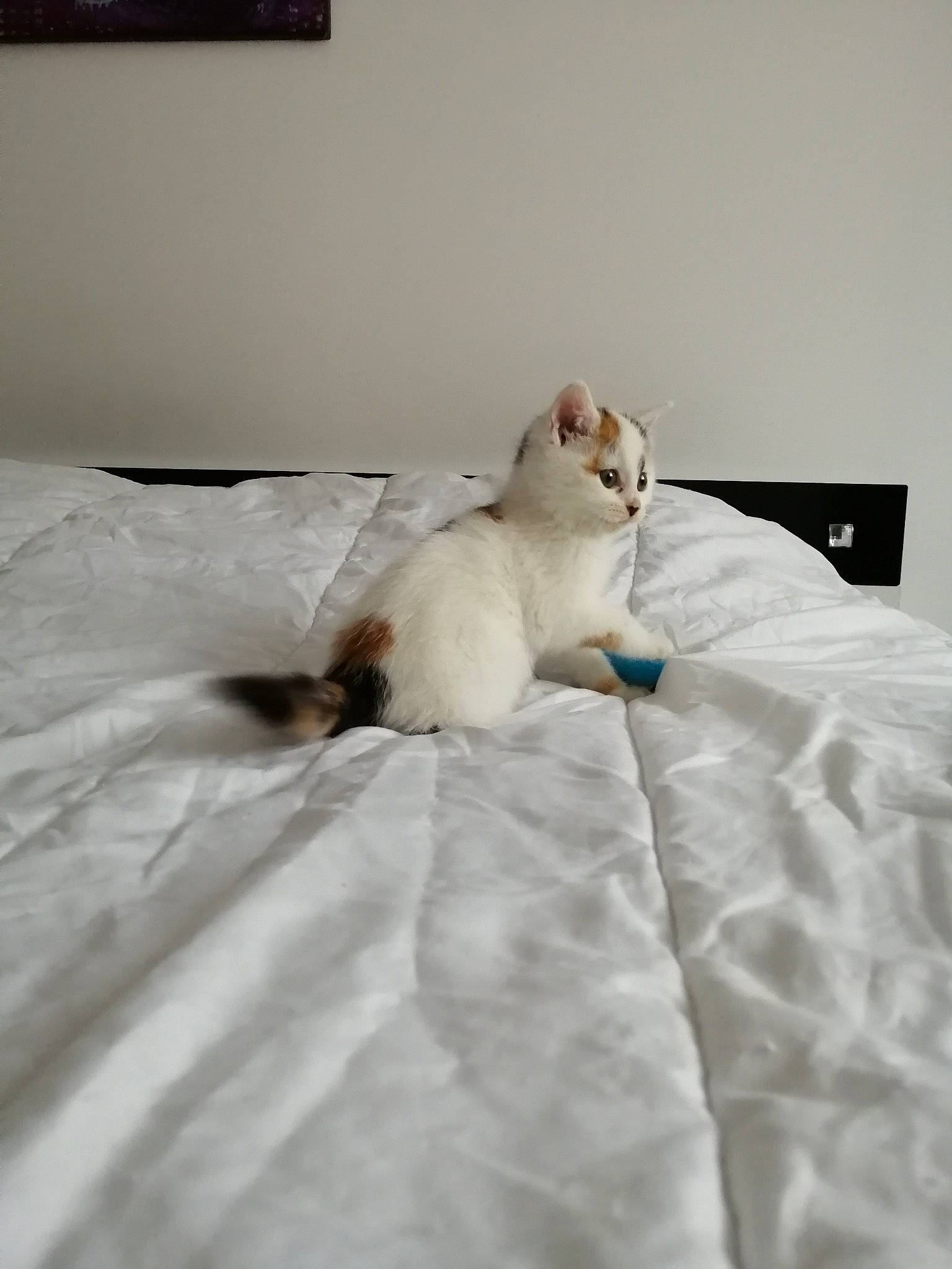 Roxy a rejoint le concours — aidez-le/la à gagner de superbes lots ! bed, bed_sheet, blanket, burmilla, carnivore, cat, colorpoint_shorthair, comfort, fawn, felidae, fur, furniture, kitten, ragdoll, room, small_to_medium_sized_cats, tail, turkish_angora, turkish_van, whiskers